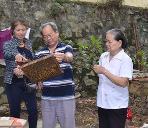 Ông Nguyễn Như Hàn, hội viên NCT chi hội 5, thị trấn Kỳ Sơn  phát triển mô hình nuôi ong mật mang lại hiệu quả kinh tế cao.